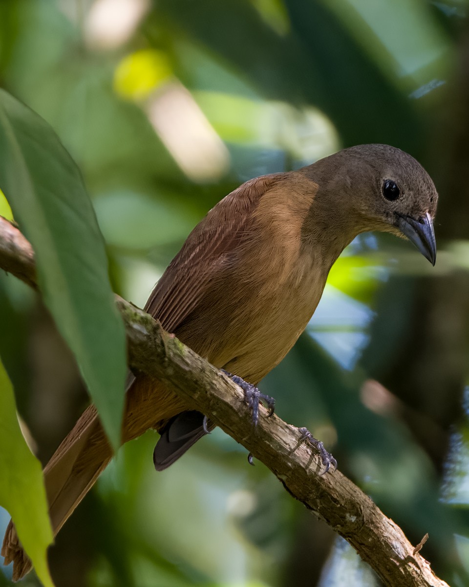 Ruby-crowned Tanager - ML611068402