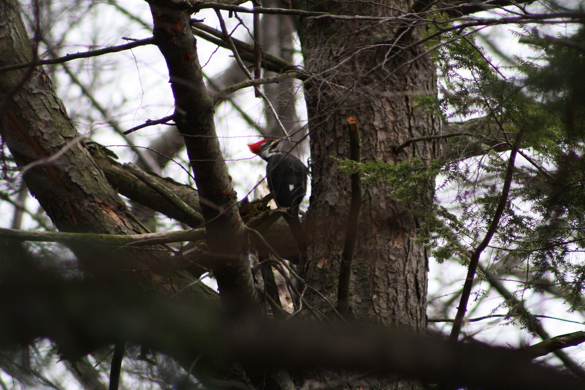 Pileated Woodpecker - Greg Lawrence