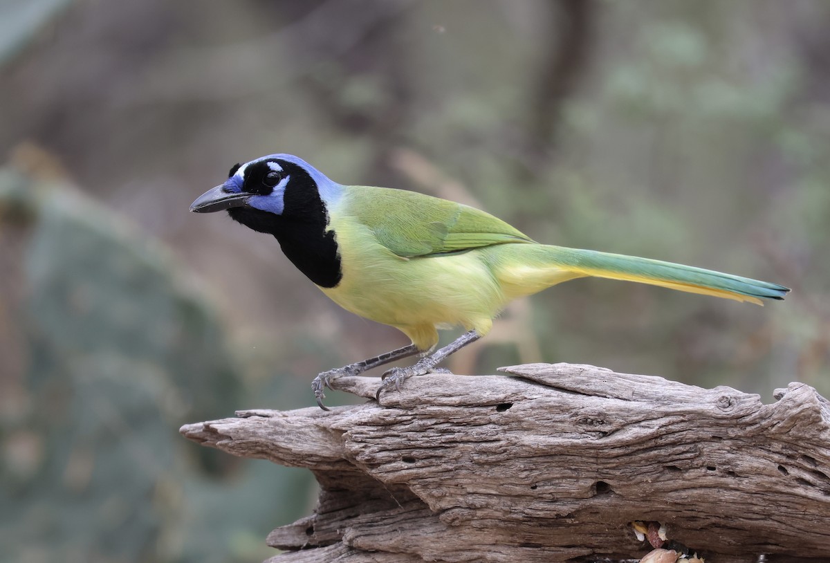 Green Jay - ML611068420