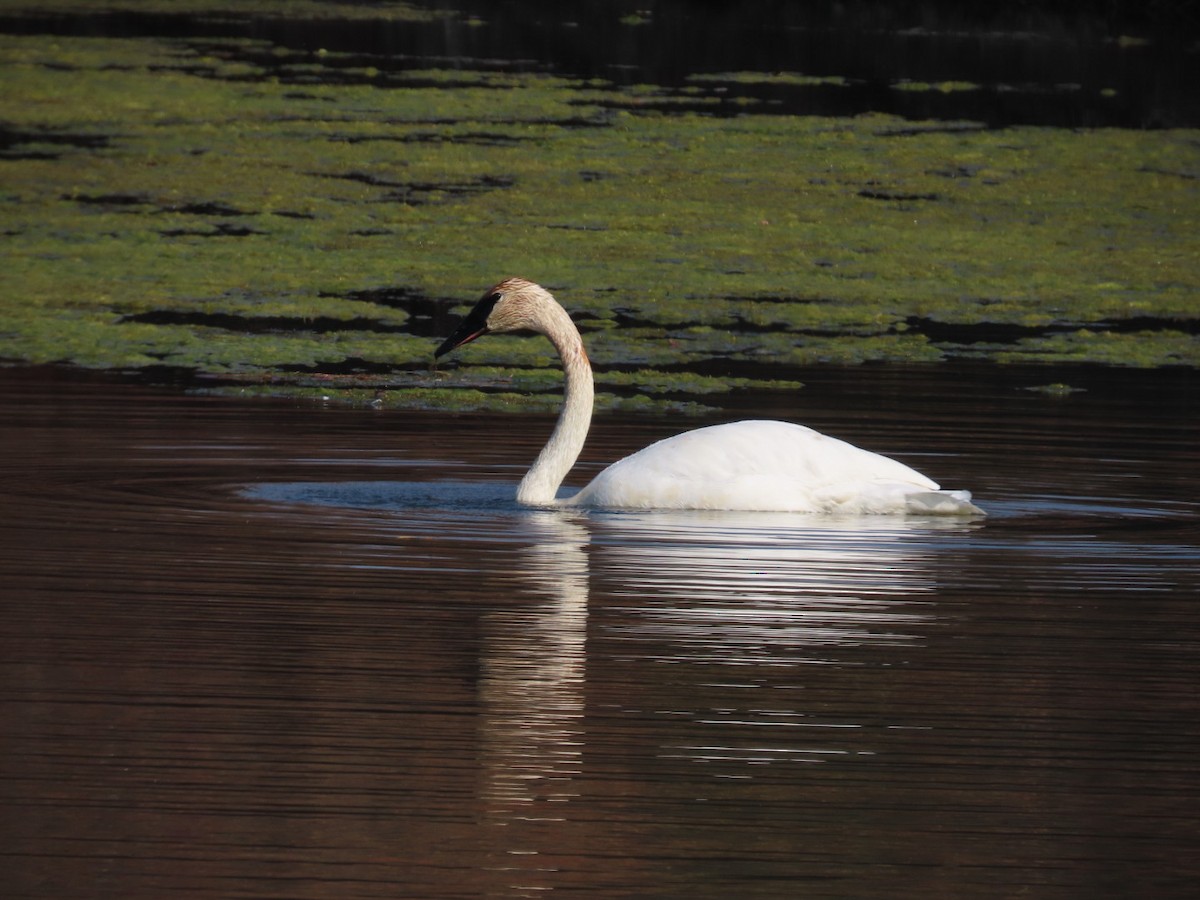 Trompeterschwan - ML611068444