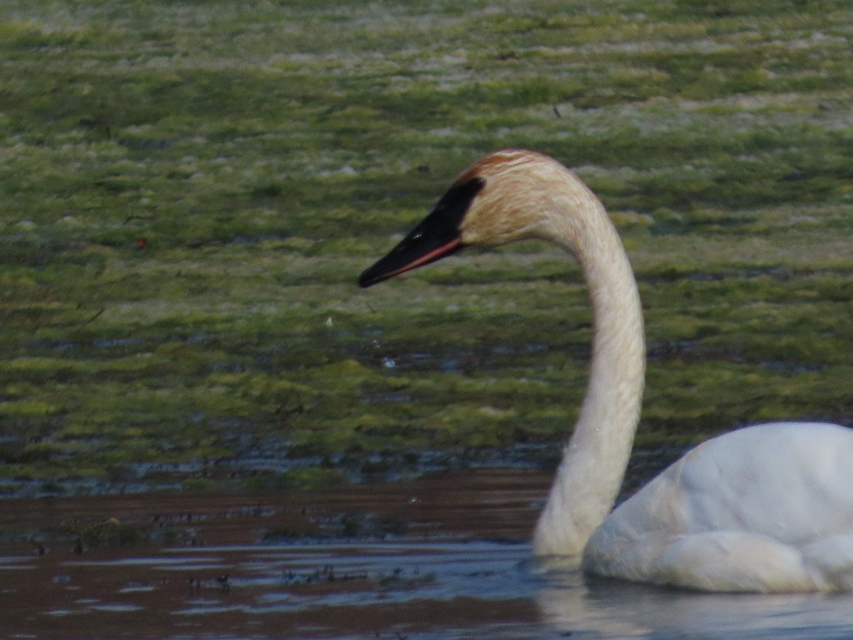 Cisne Trompetero - ML611068446