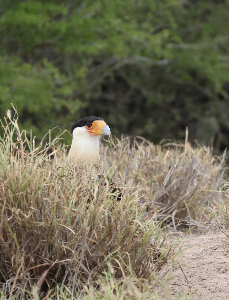 Caracara huppé - ML611068455