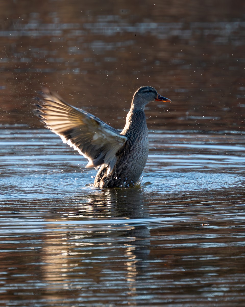 マガモ - ML611068537