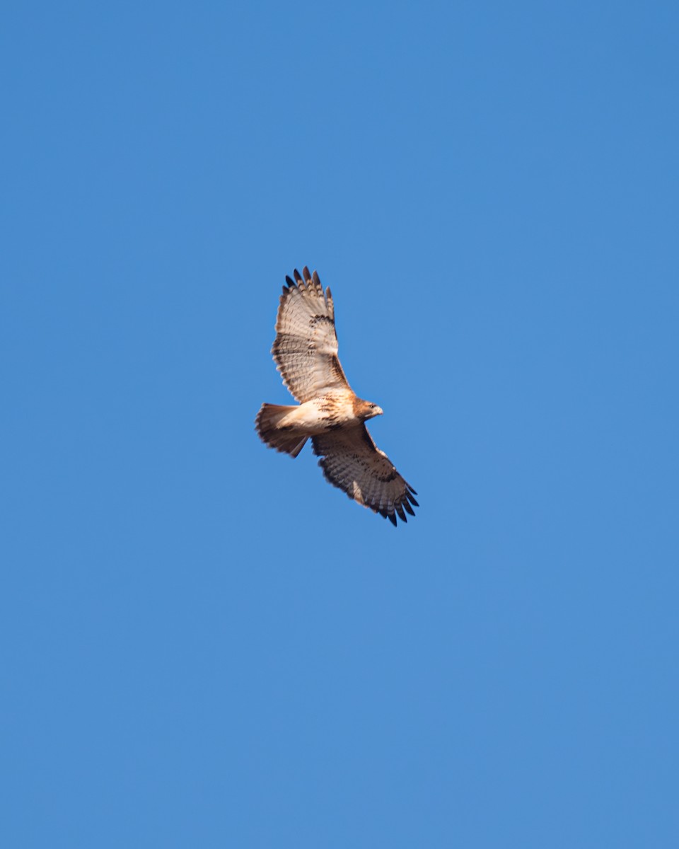Red-tailed Hawk - ML611068566