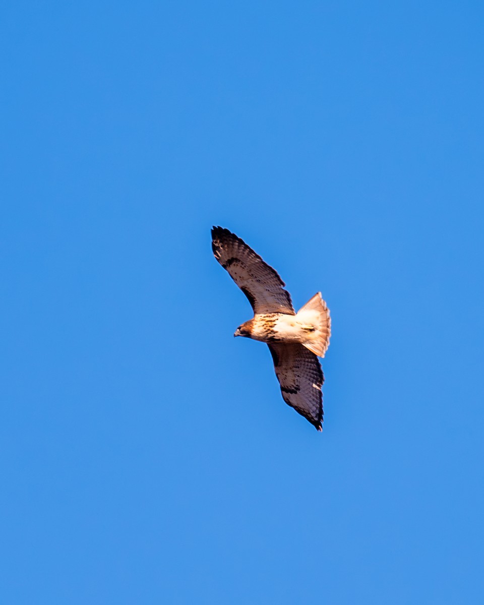 Red-tailed Hawk - ML611068567