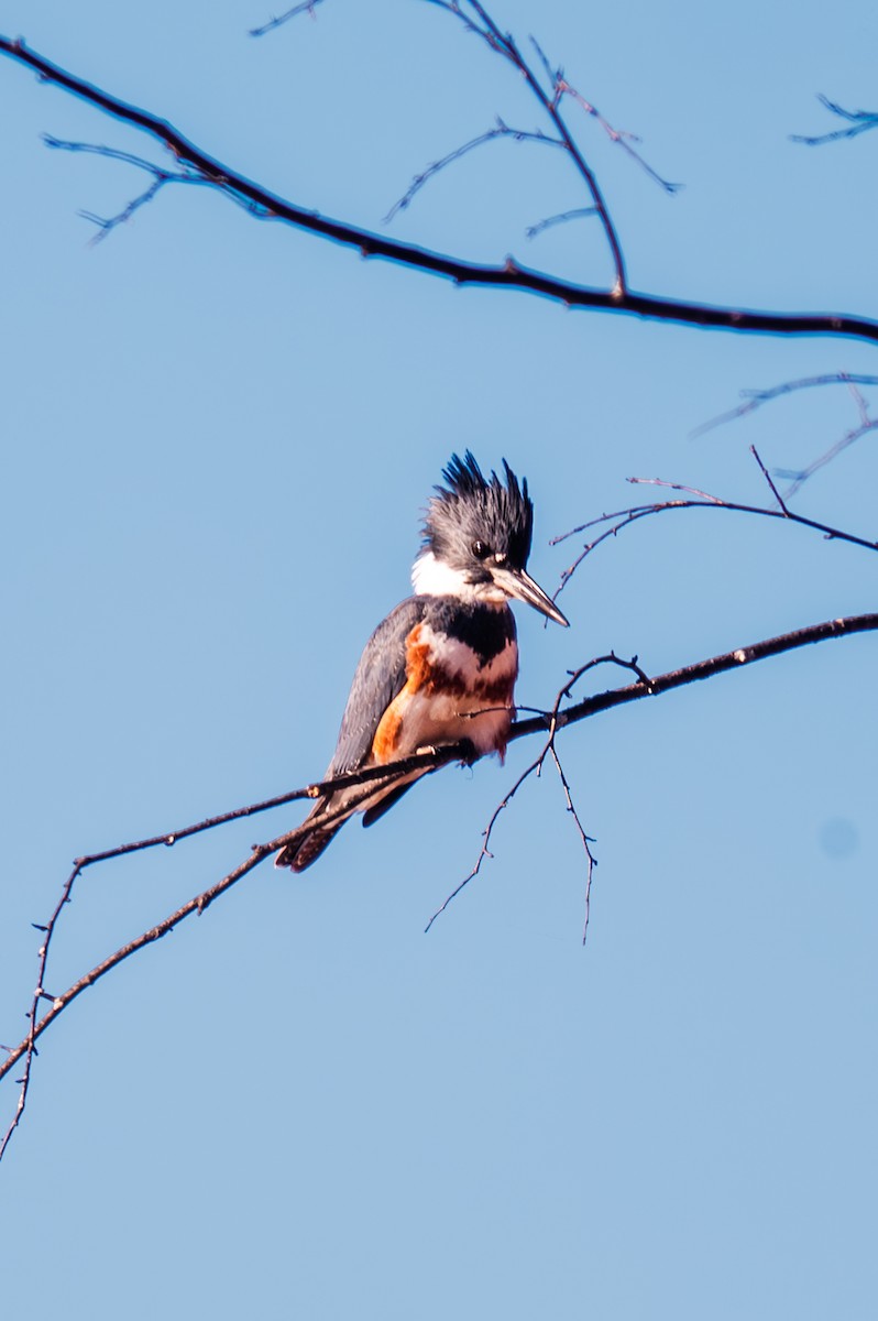 Belted Kingfisher - ML611068573