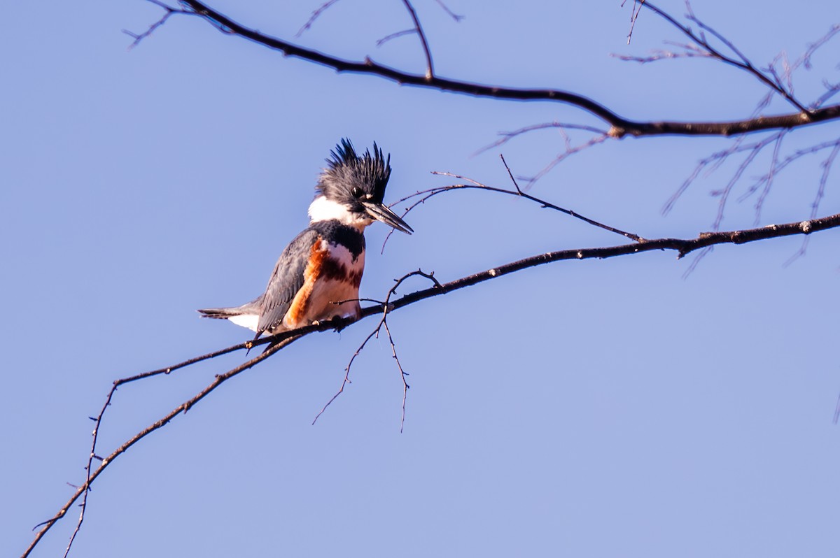 Belted Kingfisher - Peter Rosario