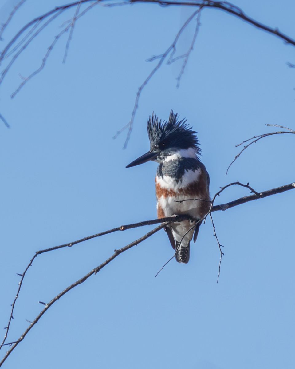 Belted Kingfisher - ML611068575