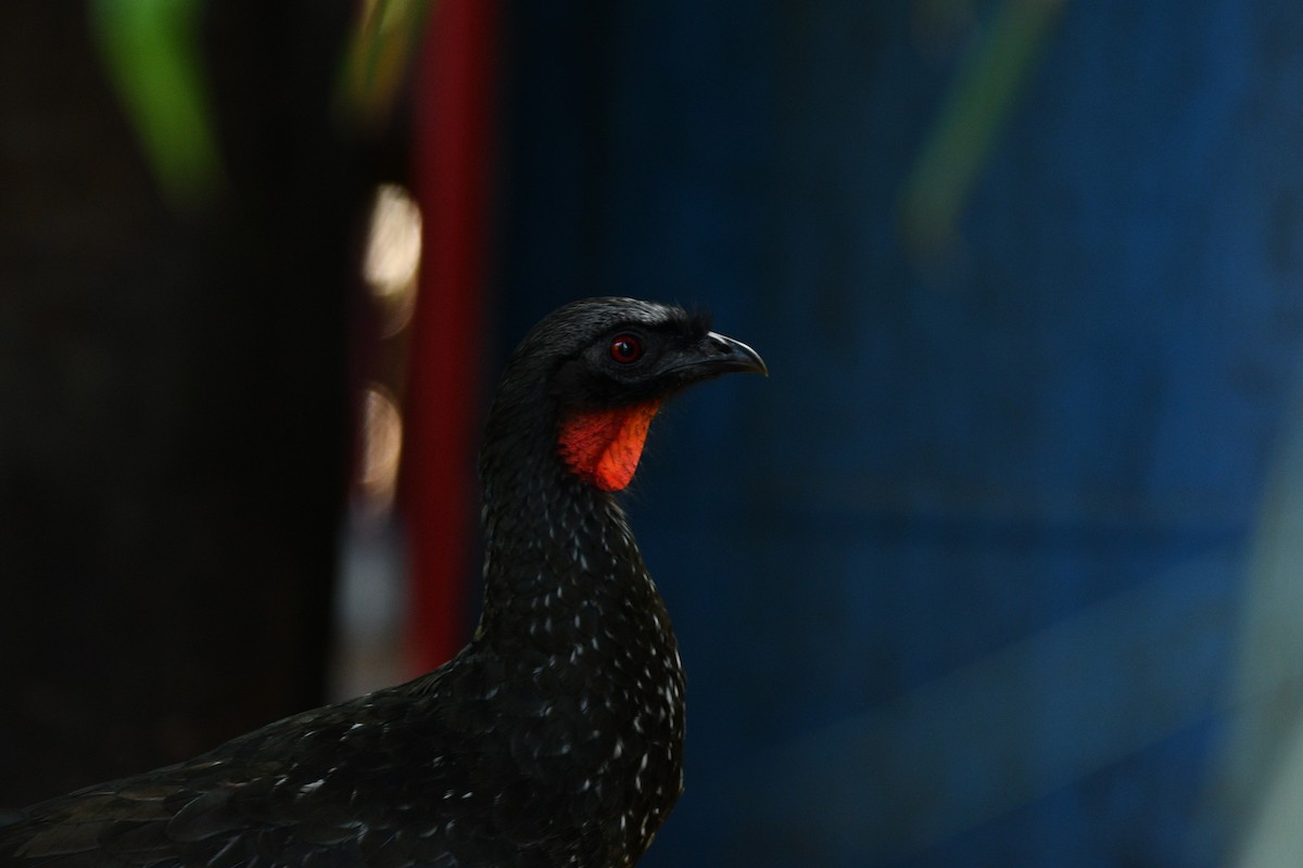 Dusky-legged Guan - ML611068623