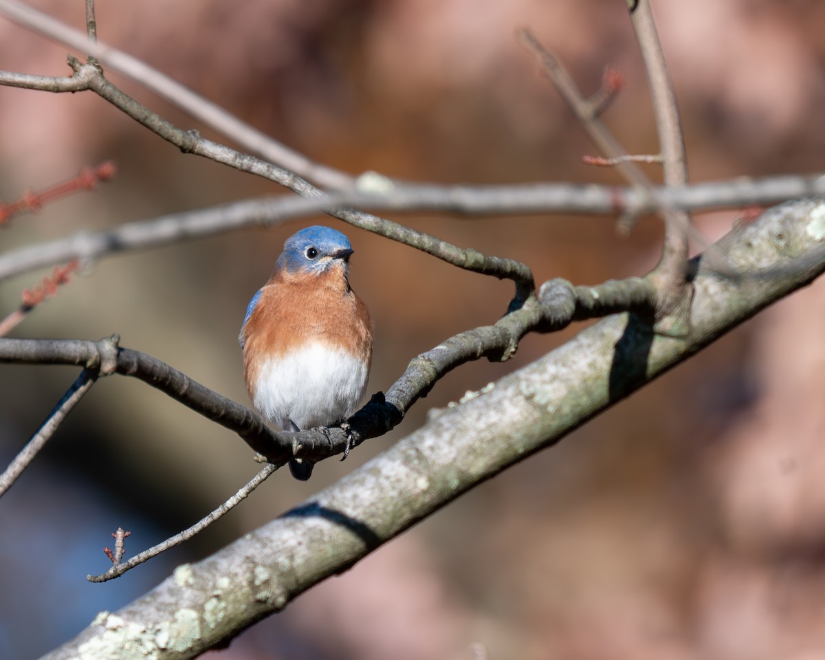 Eastern Bluebird - ML611068652