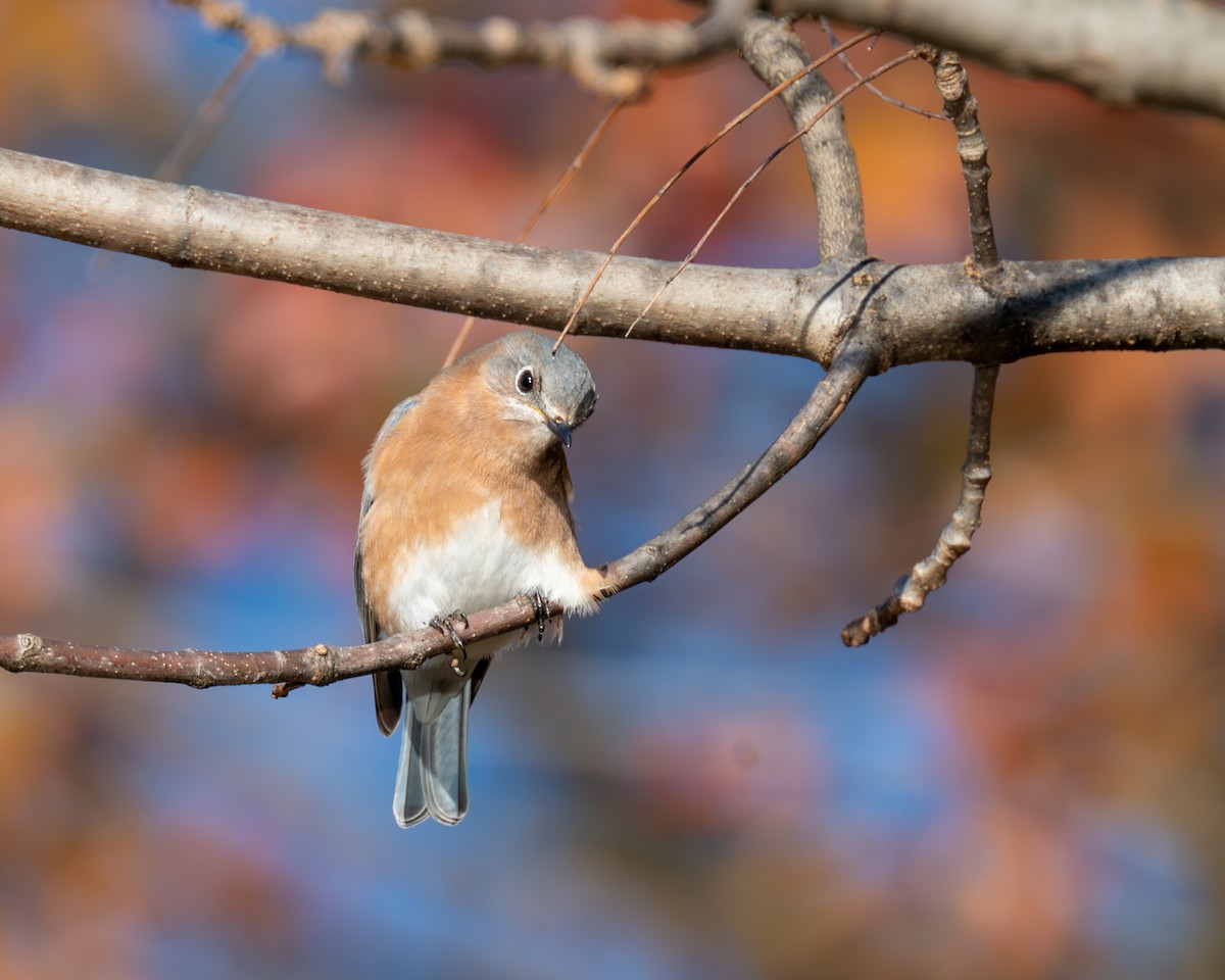 Eastern Bluebird - ML611068655