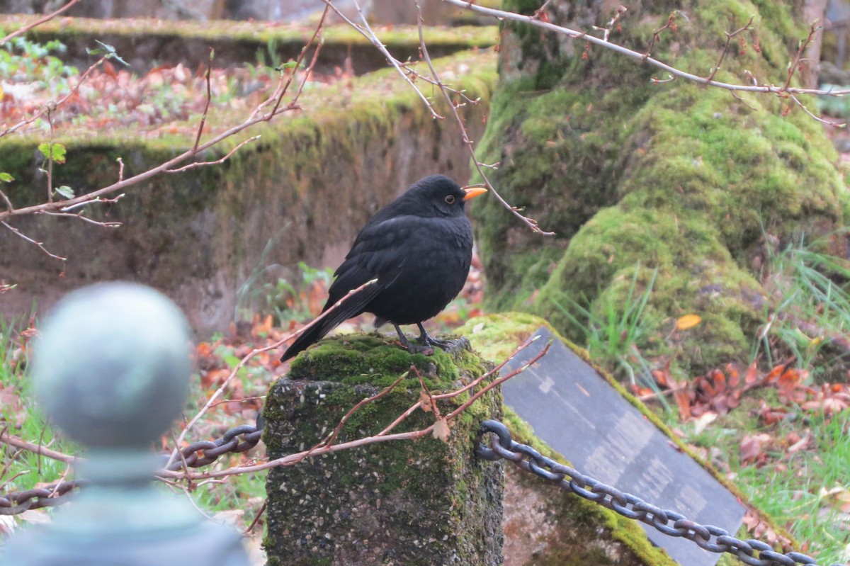 Eurasian Blackbird - ML611068775