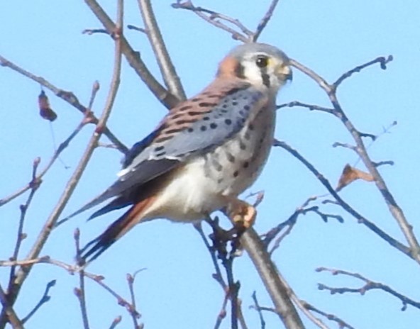 American Kestrel - Carol Baird Molander