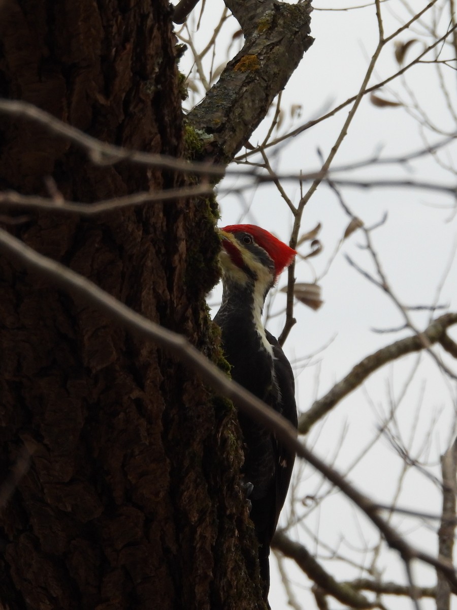 Pileated Woodpecker - ML611068809