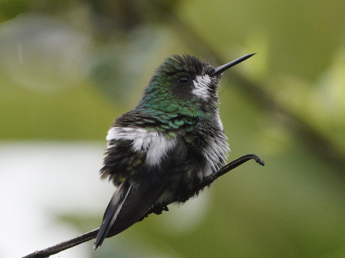 Rabudito Verde - ML611068814