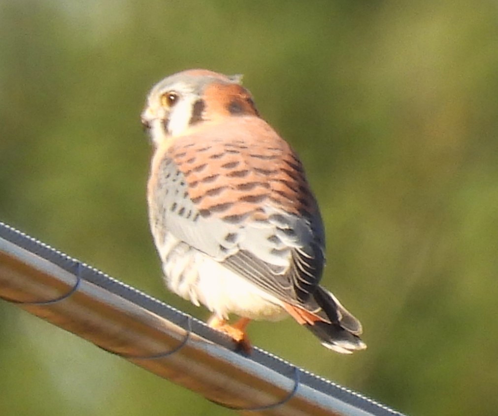 American Kestrel - ML611068823