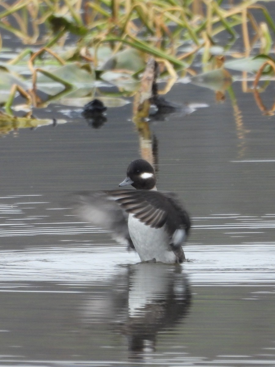 Bufflehead - ML611068834