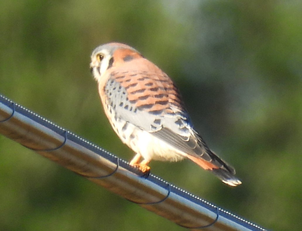 American Kestrel - ML611068838