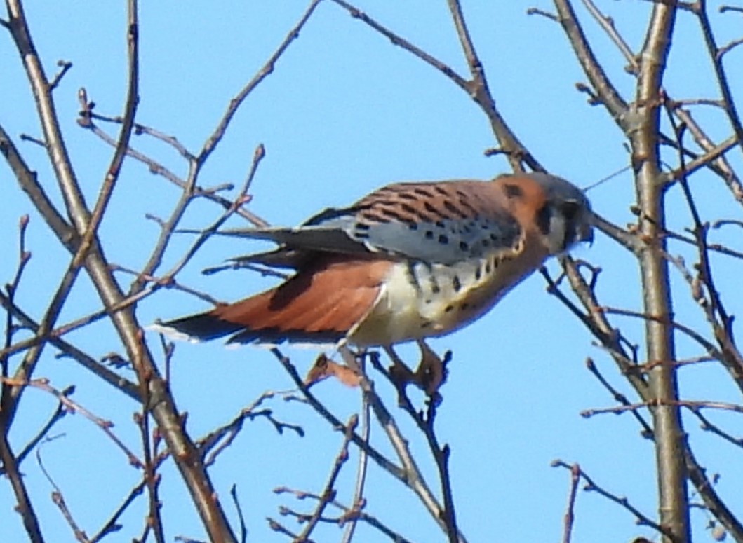 American Kestrel - ML611068864