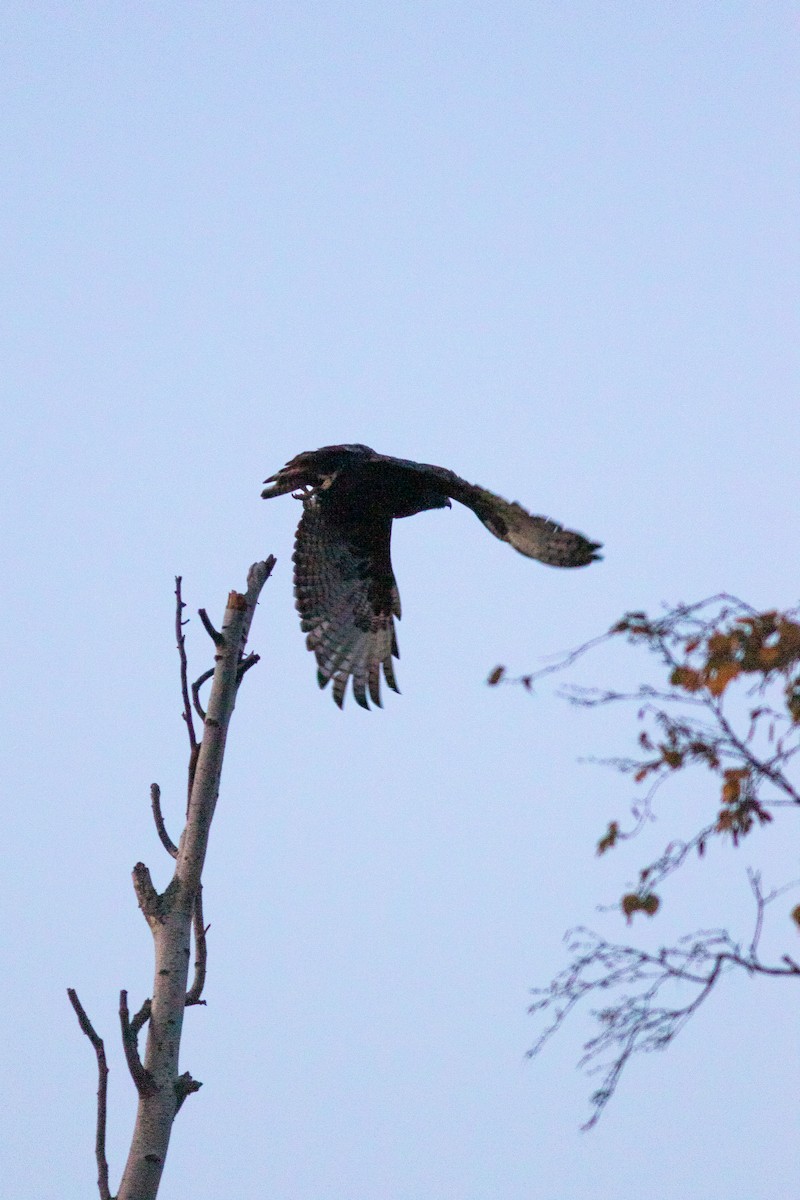 Red-tailed Hawk (Harlan's) - ML611068868