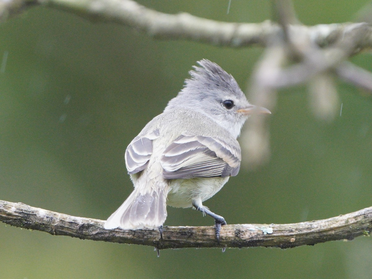 Tyranneau passegris - ML611068880