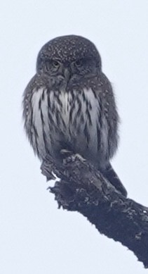 Northern Pygmy-Owl - Evan Clark