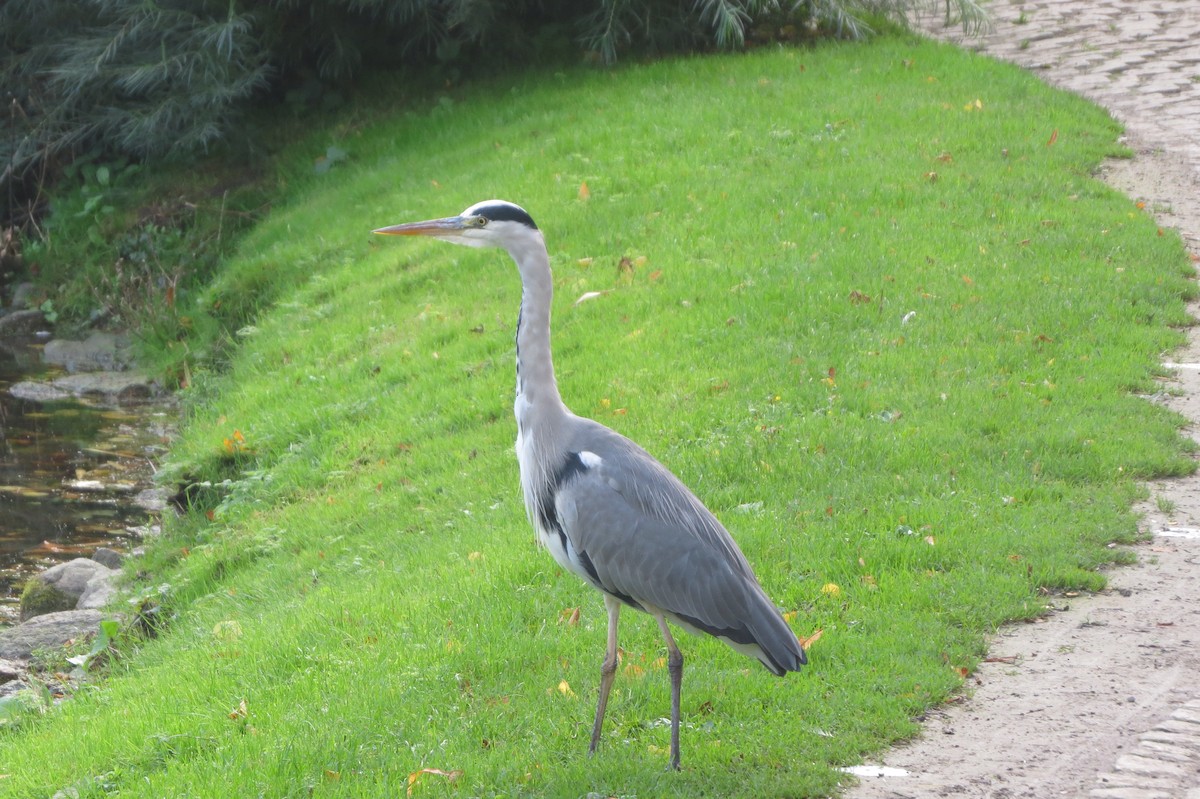 Gray Heron - Kevin Michaels