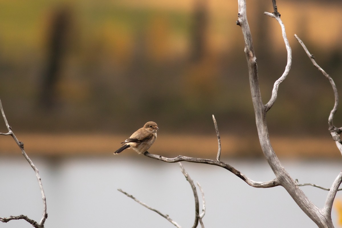 Northern Shrike - ML611068963