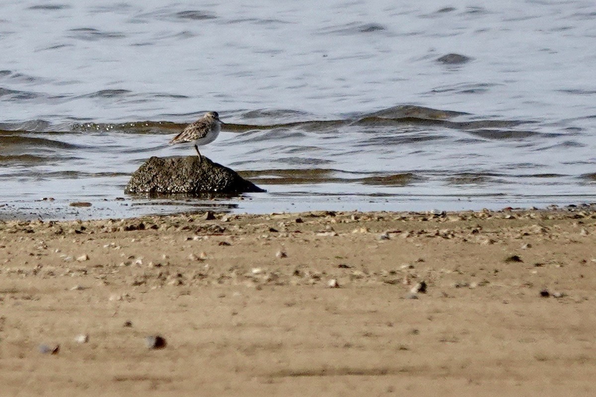 Least Sandpiper - ML611069052