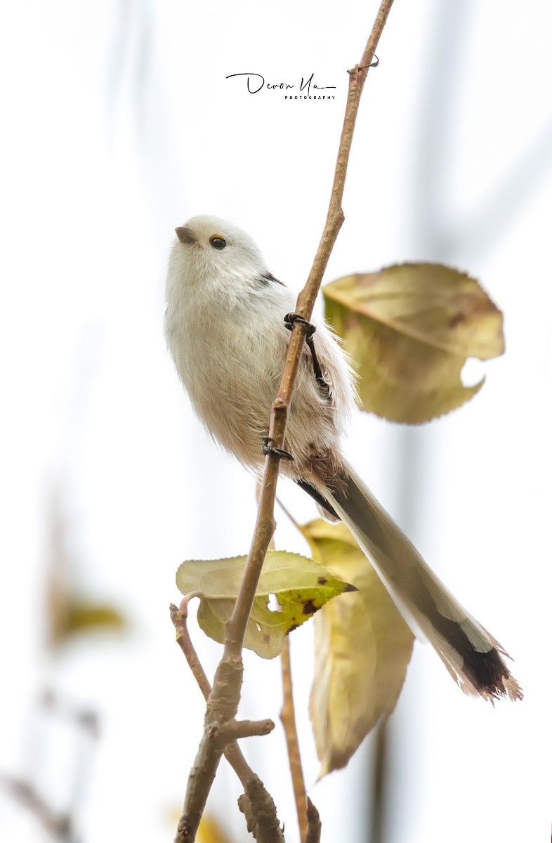 Long-tailed Tit - Devon Yu