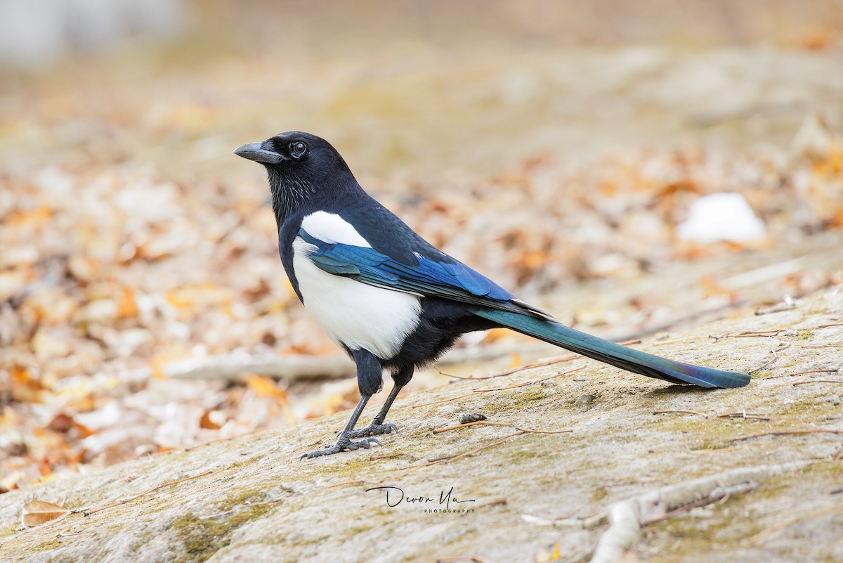 Oriental Magpie - Devon Yu