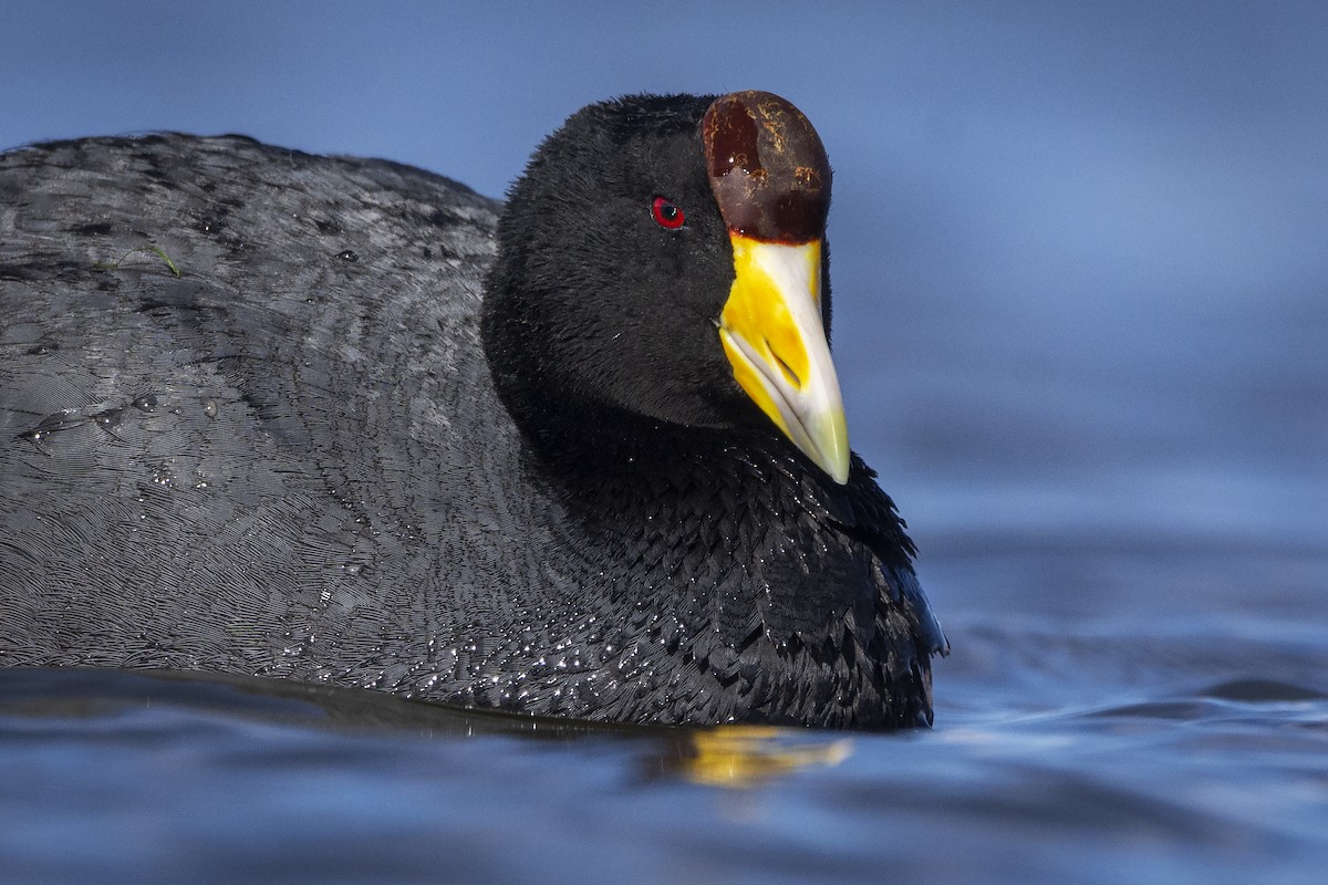 ML611069345 - Slate-colored Coot - Macaulay Library