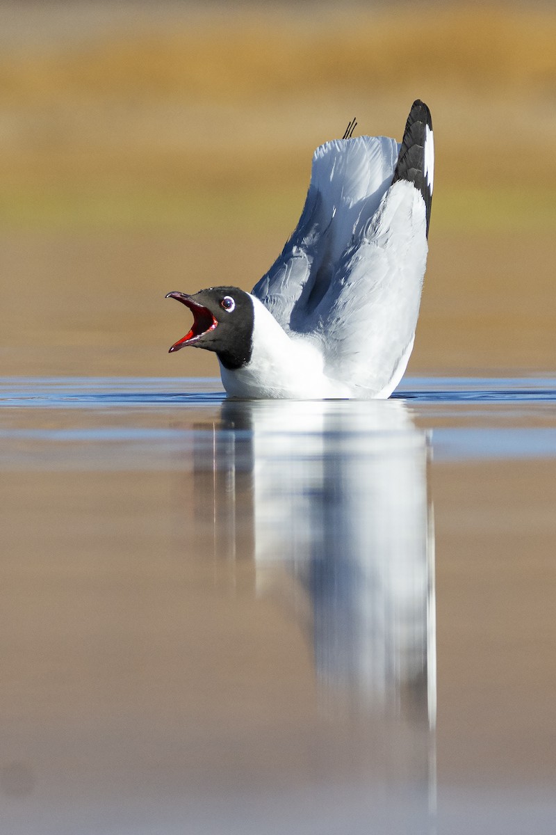 Andean Gull - ADRIAN GRILLI