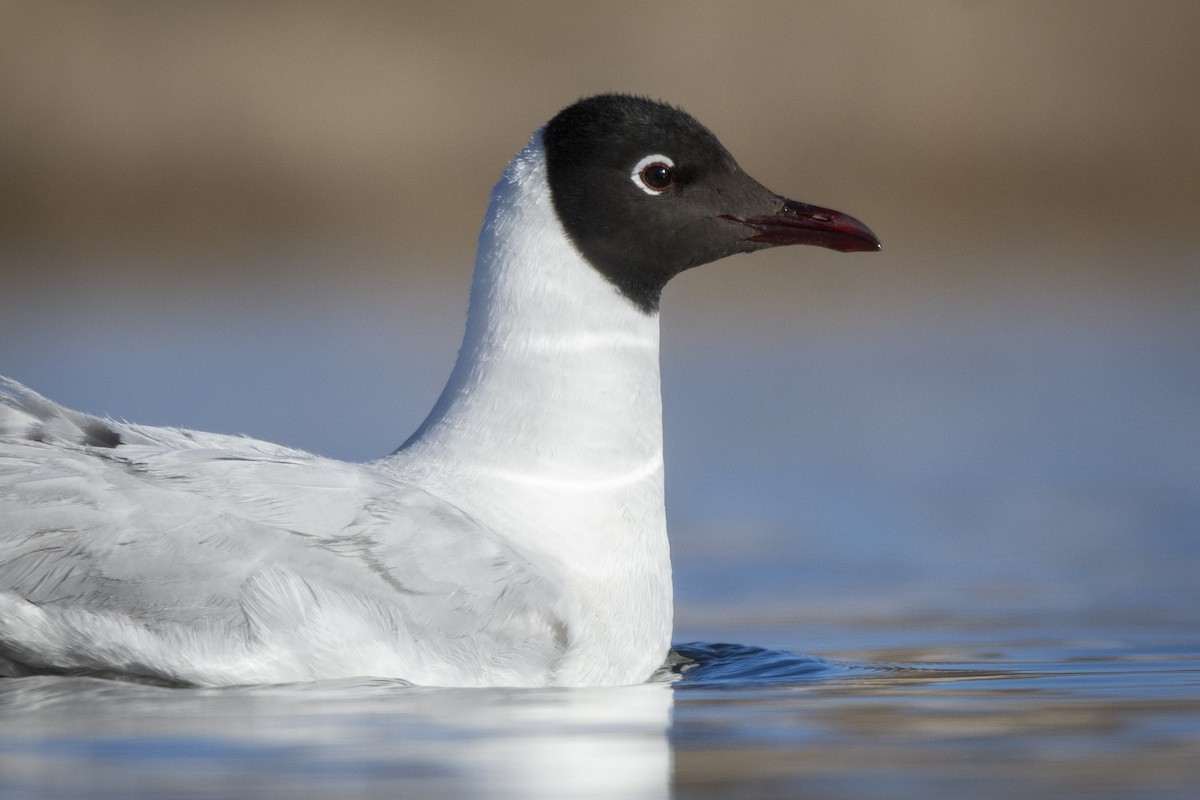 Andean Gull - ADRIAN GRILLI