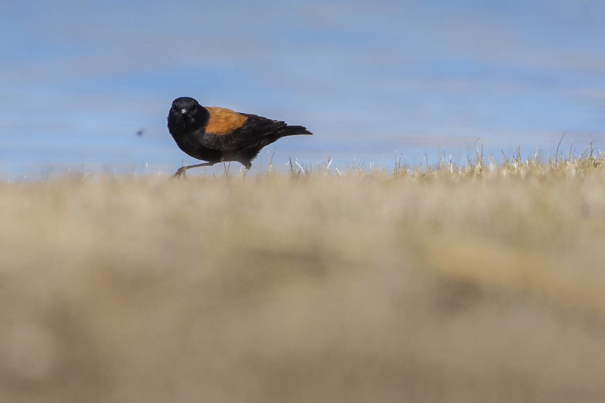 Andean Negrito - ADRIAN GRILLI