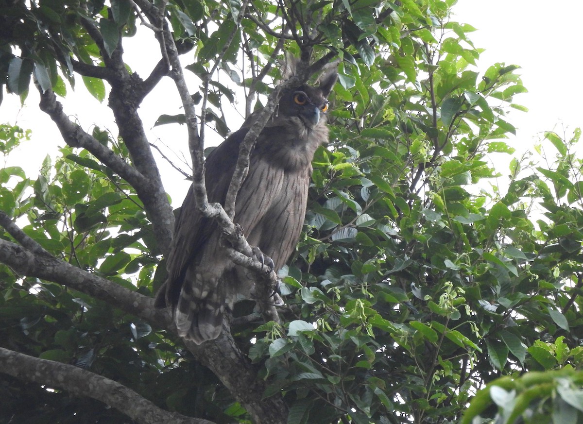 Búho de Coromandel - ML611069454