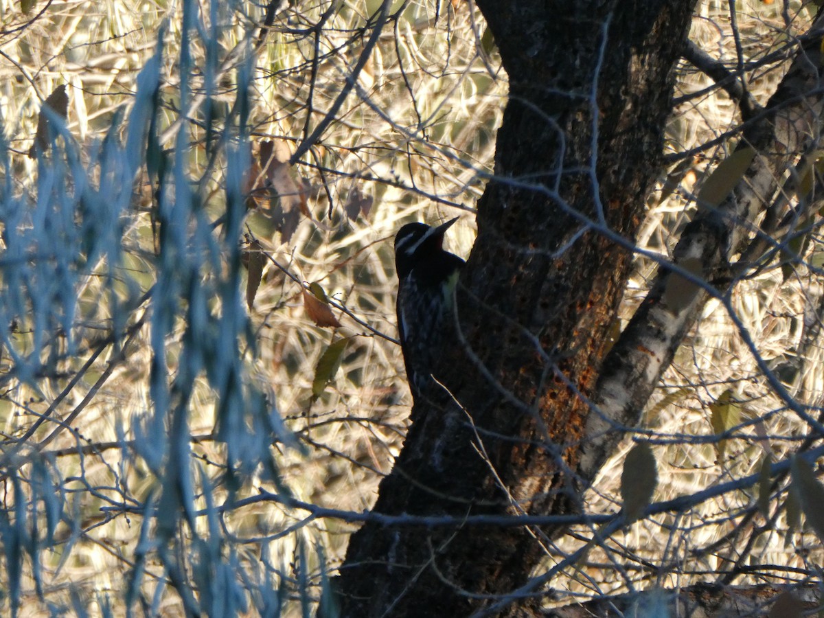 Williamson's Sapsucker - ML611069484