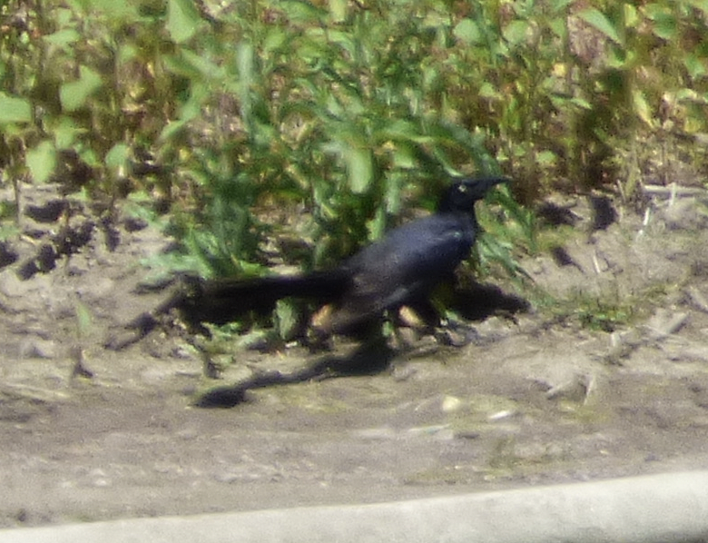 vlhovec velkoocasý - ML61106951