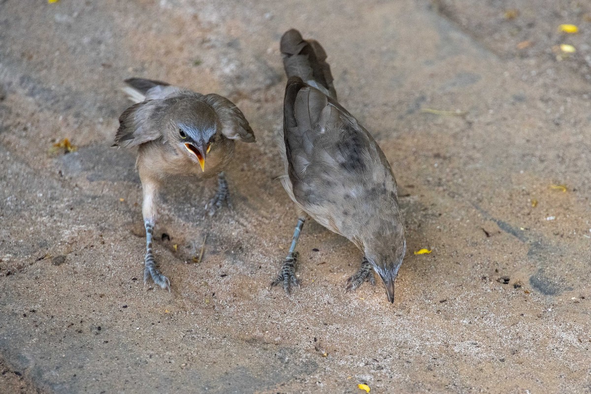 Büyük Gri Yedikardeş - ML611069560