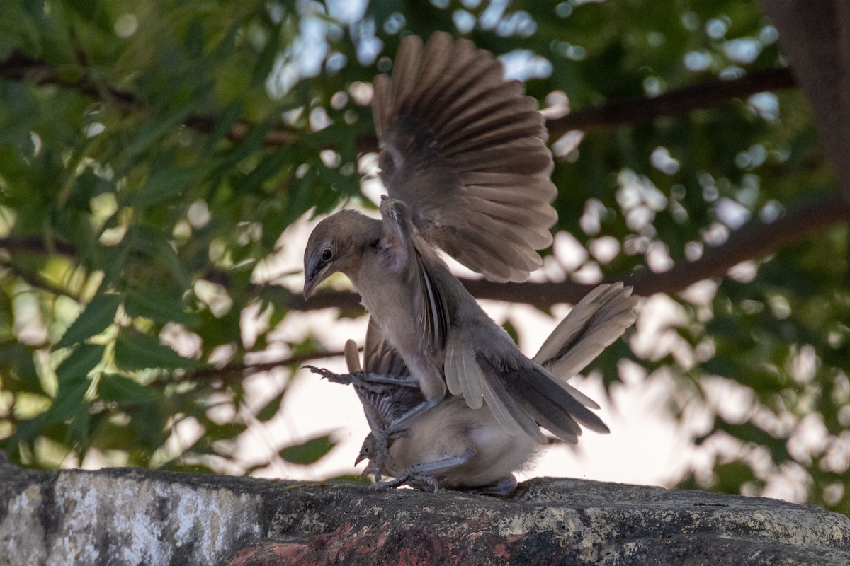 Büyük Gri Yedikardeş - ML611069561