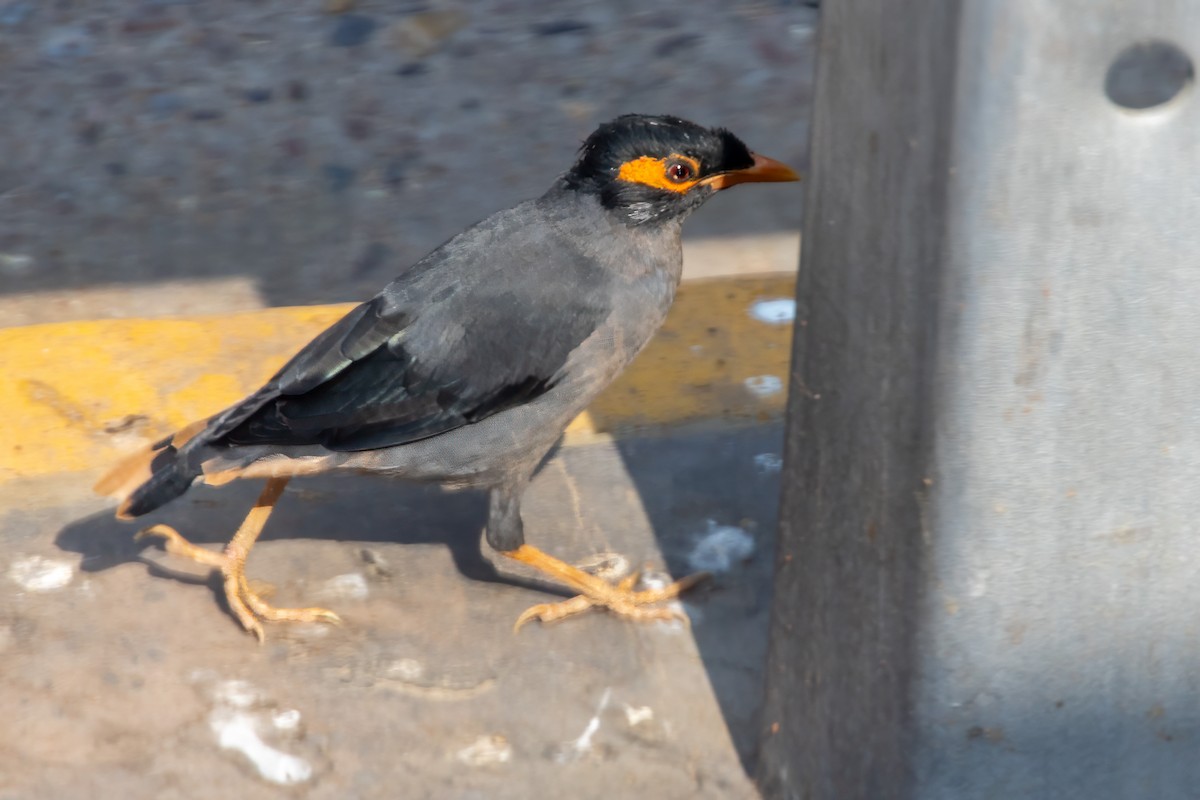 Dere Çiğdecisi - ML611069562