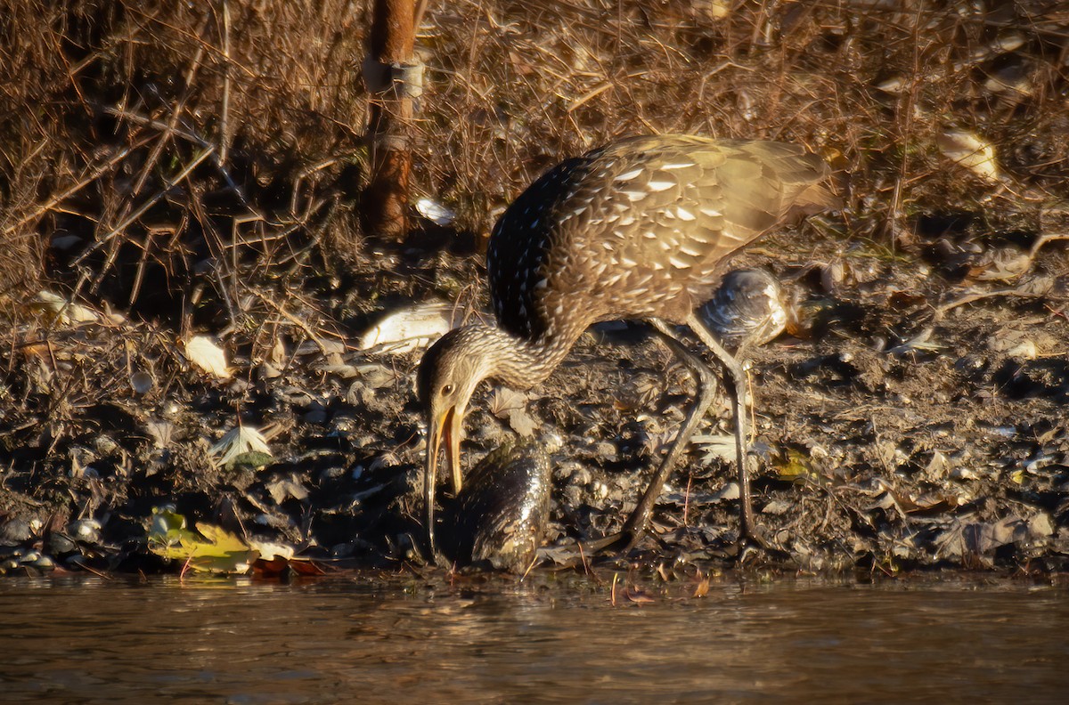 Limpkin - ML611069584