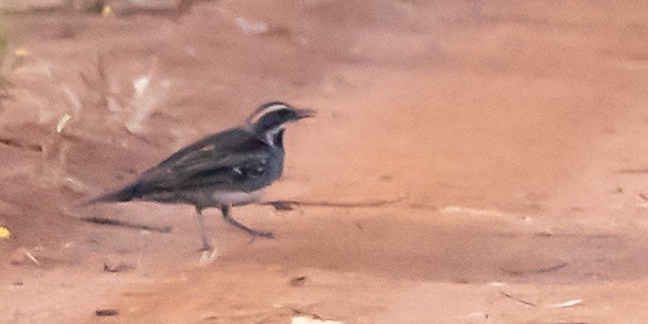 Chestnut Quail-thrush - Ben Milbourne