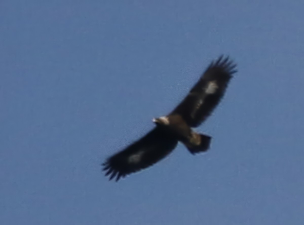 Steinadler - ML611069666