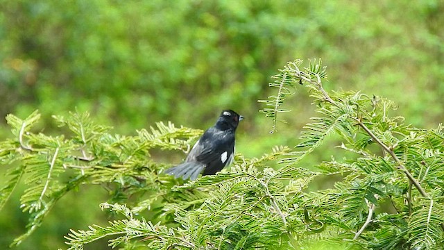 Black-and-white Tanager - ML611069754