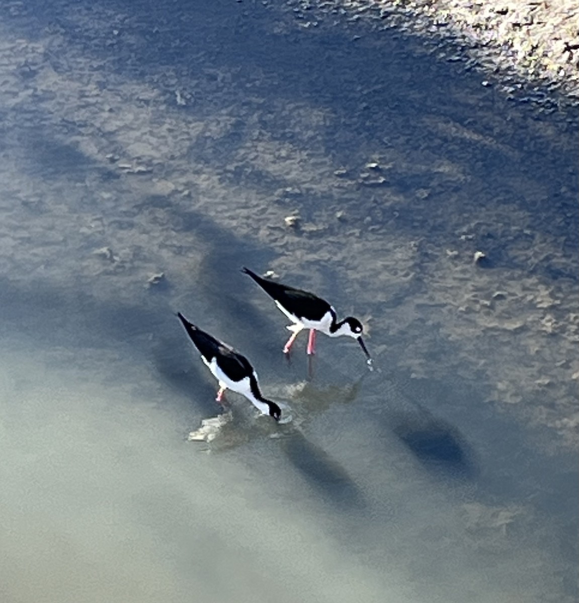 Black-necked Stilt - ML611069952