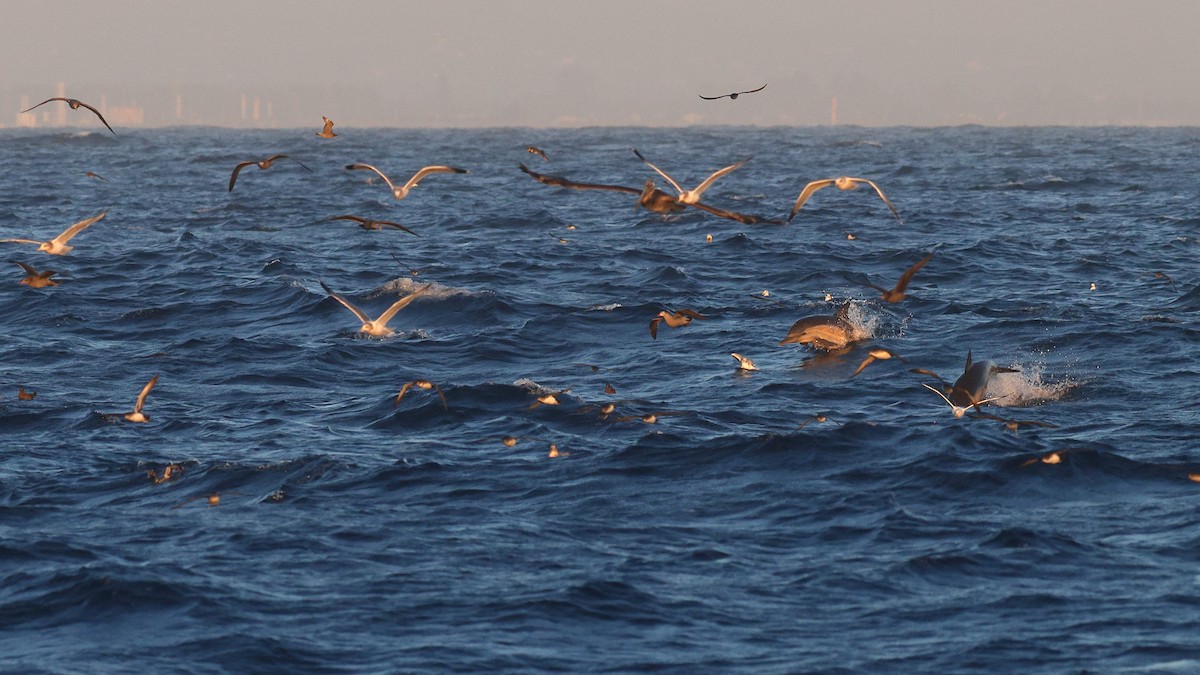 Heermann's Gull - ML611070032