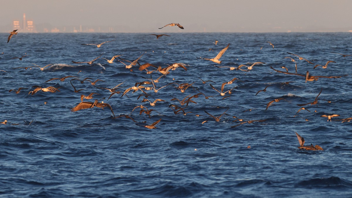 Heermann's Gull - ML611070033