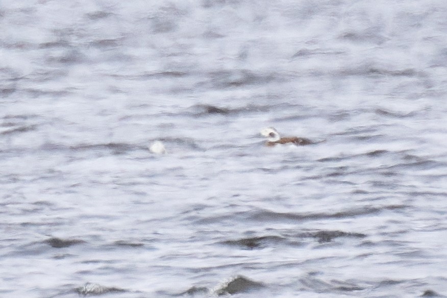 Long-tailed Duck - ML611070115