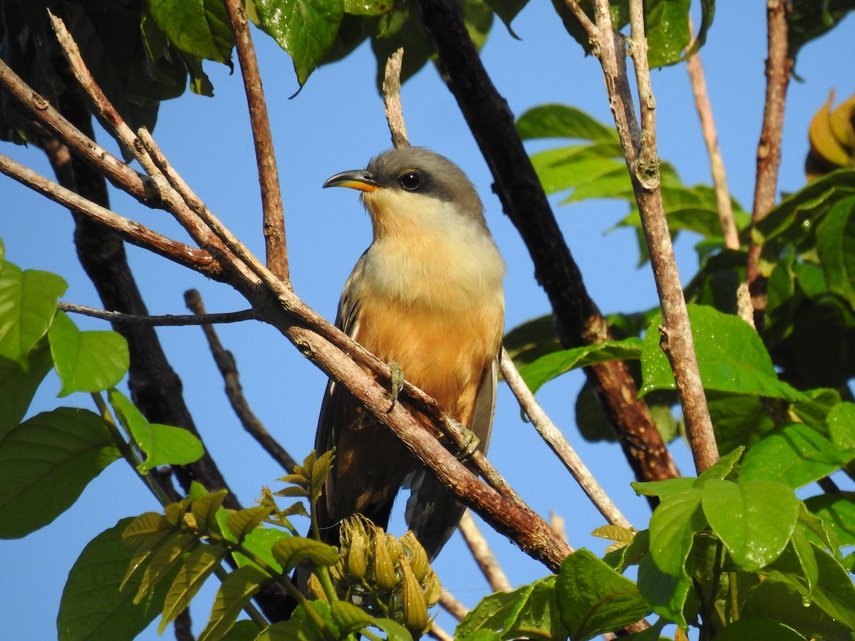 Mangrove Cuckoo - ML611070128